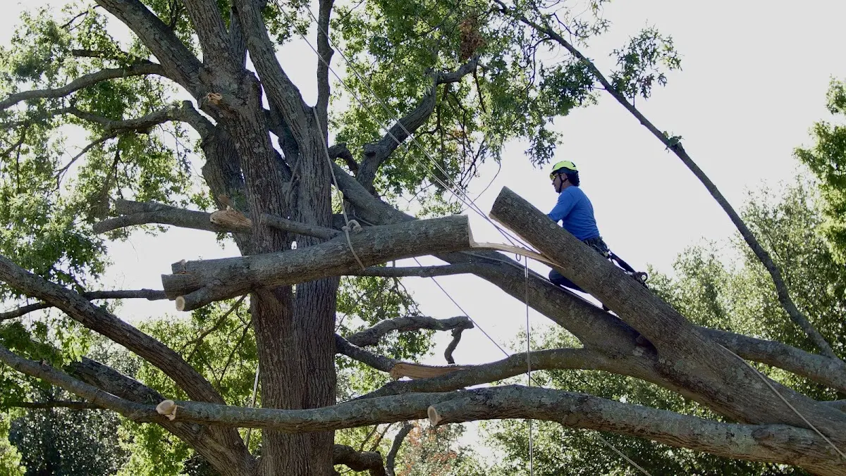 Professional Crown Thinning performed by certified arborists in New Hampton